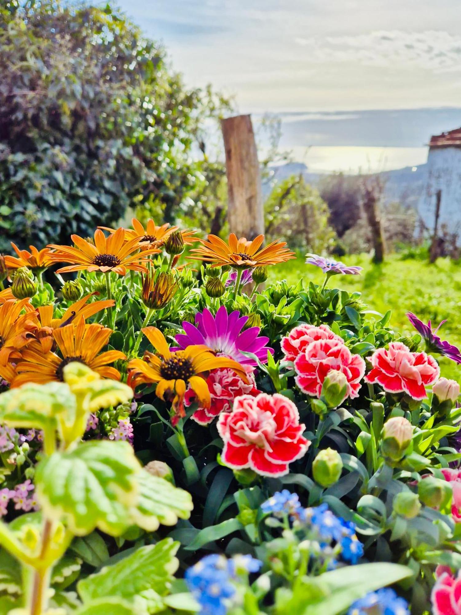 La Collina Sul Mare - Casa Vacanze Sestri Levante Dış mekan fotoğraf